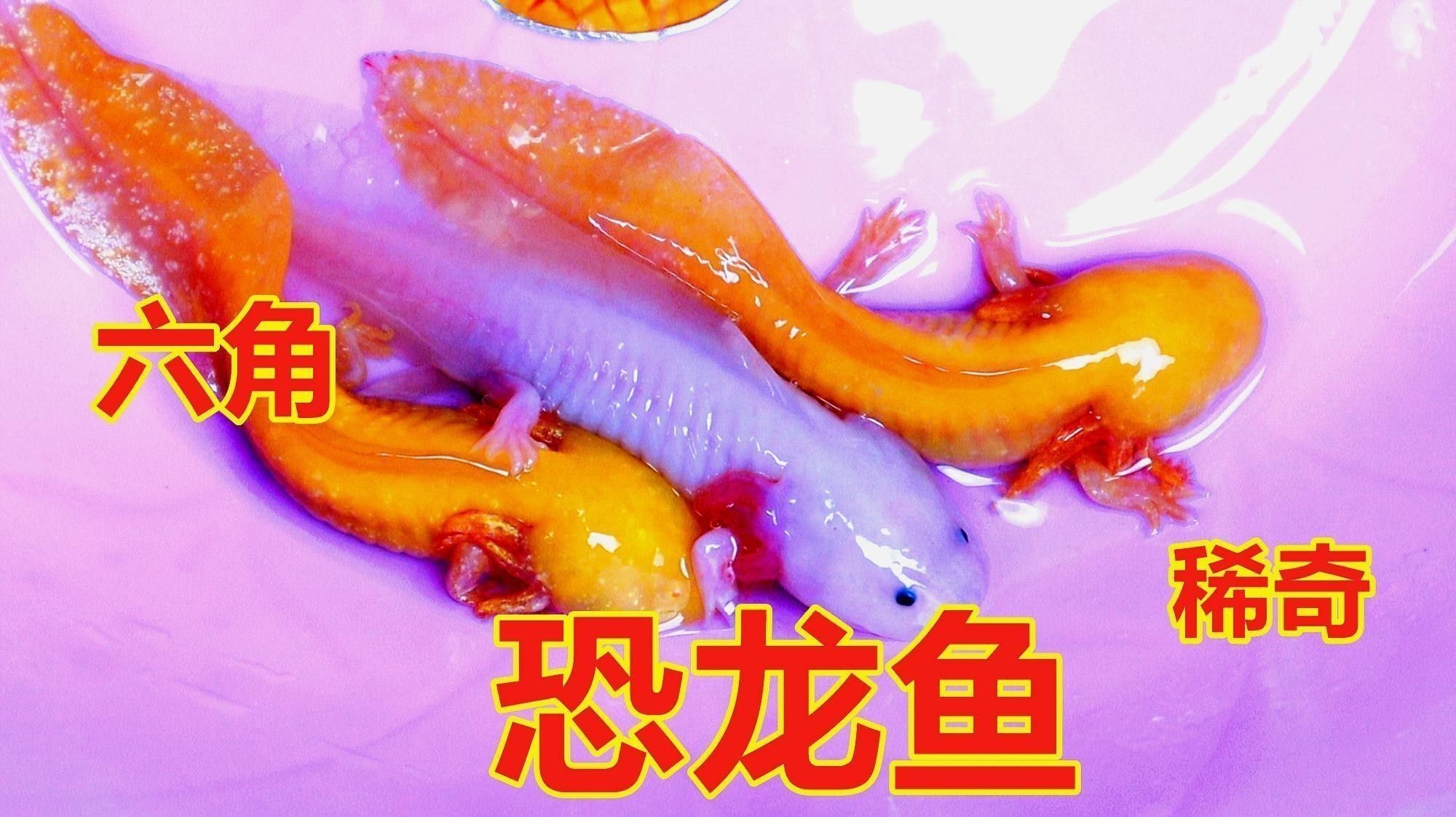如何區(qū)分六角恐龍魚的品相：六角恐龍魚的品相鑒別