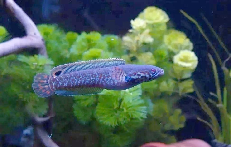 如何改善七彩雷龍魚的水質？：七彩雷龍魚對水質適應性強但弱酸性水質ph6.5左右