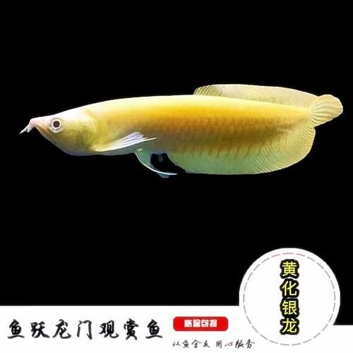 黃化龍魚的價格是多少？：養黃化龍魚的一點心得