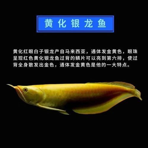 黃化龍魚的價格是多少？：養黃化龍魚的一點心得