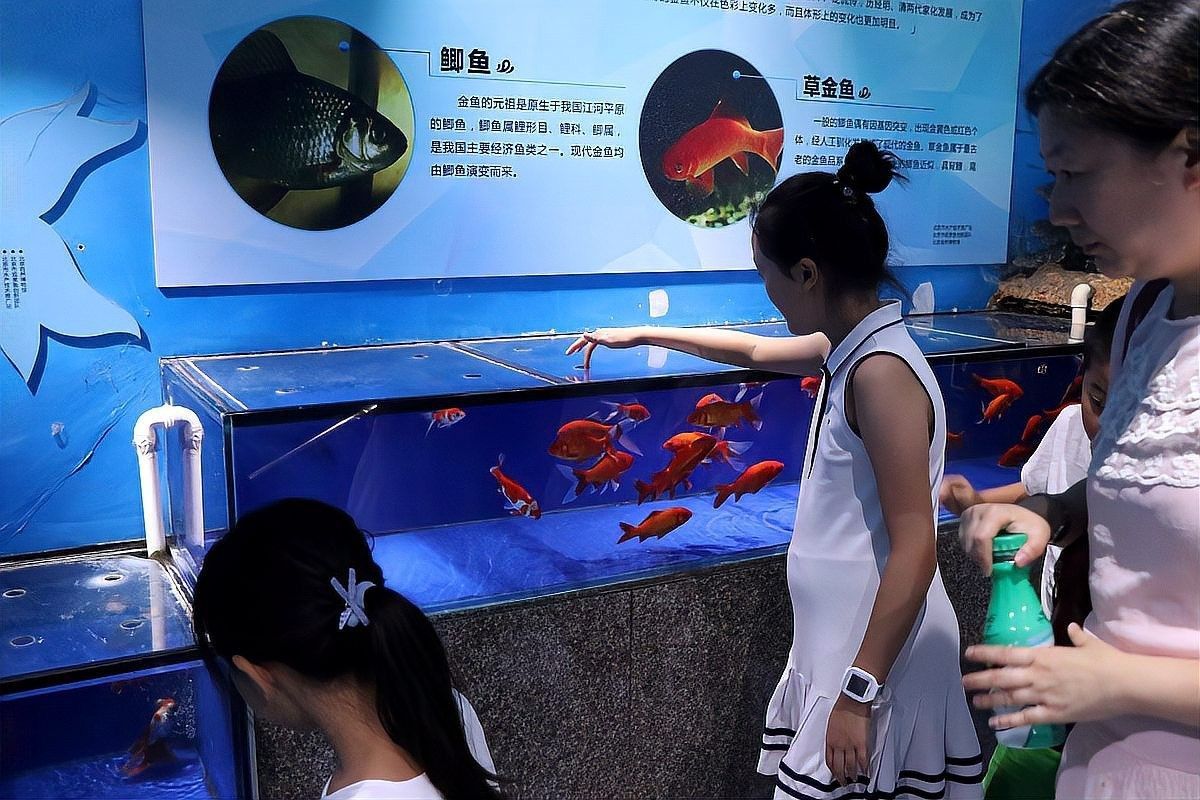 龍魚多久能認主人：龍魚認主人的三大征兆