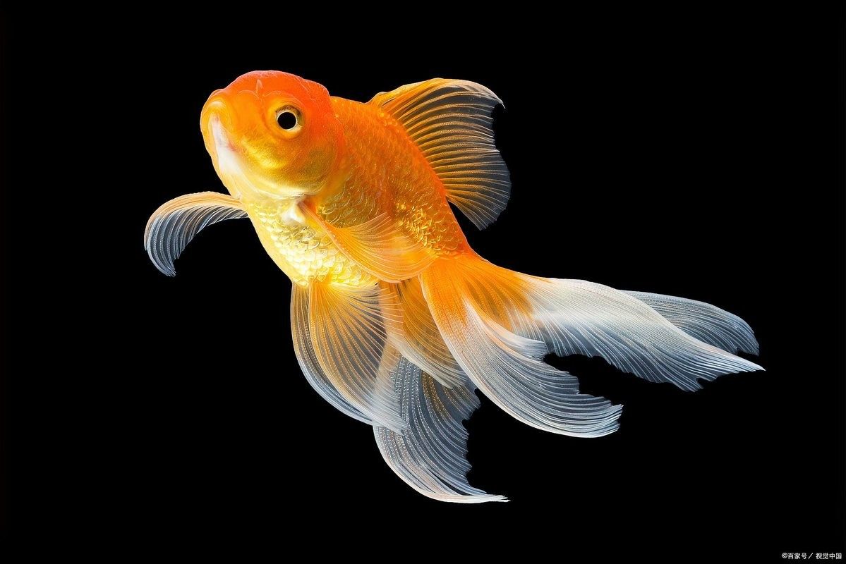 金龍魚能記住哪些信息？：金龍魚的智商相當于人幾歲