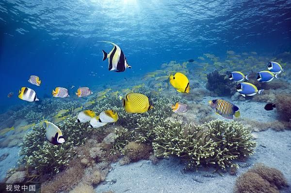 金龍魚能記住哪些信息？：金龍魚的智商相當于人幾歲