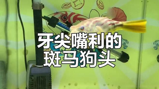 如何避免斑馬狗頭攻擊其他魚：斑馬狗頭魚混養指南與注意事項犯懶大王康康