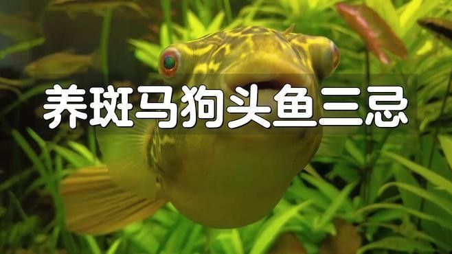 如何避免斑馬狗頭攻擊其他魚：斑馬狗頭魚混養指南與注意事項犯懶大王康康
