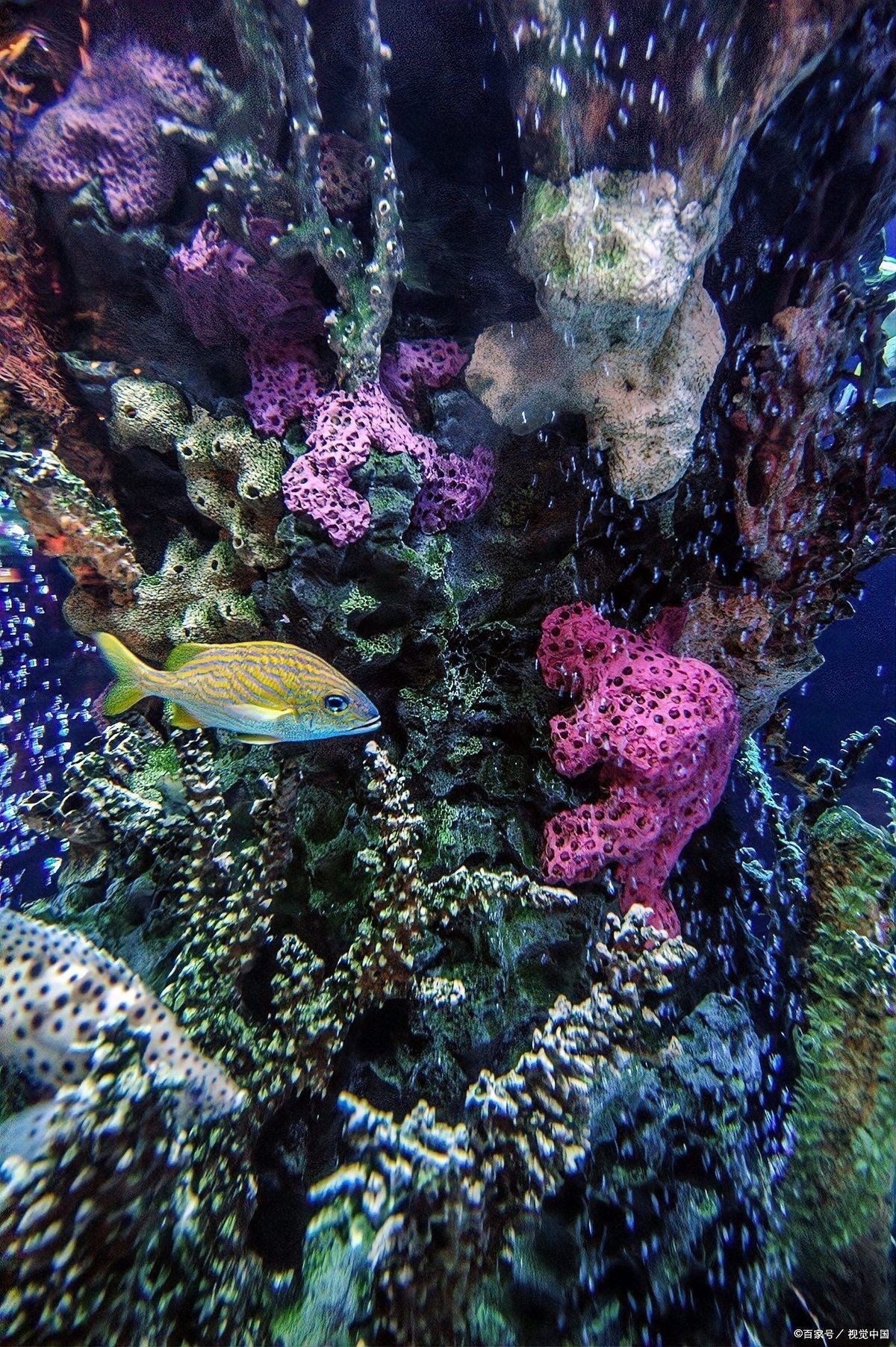 金龍魚需要UVB燈嗎？：金龍魚uvb燈是否需要uvb燈取決于飼養(yǎng)目標和環(huán)境條件 金龍魚需要UVB燈嗎？：金龍魚uvb燈是否需要uvb燈取決于飼養(yǎng)目標和環(huán)境條件 龍魚百科 第9張