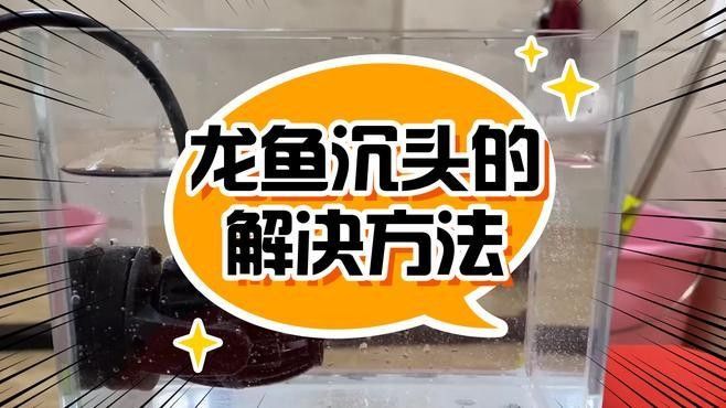 龍魚沉頭癥多久會死亡？：龍魚沉頭癥死亡時間因個體差異和干預措施不同而有所變化