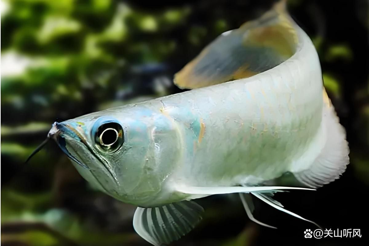 如何給白玉龍魚消毒活餌？：給白玉龍魚消毒活餌結(jié)合冷凍、鹽水浸泡及藥物處理步驟