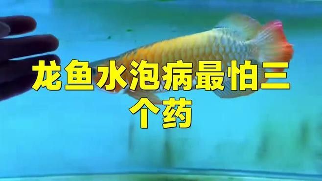 如何給白玉龍魚消毒活餌？：給白玉龍魚消毒活餌結(jié)合冷凍、鹽水浸泡及藥物處理步驟