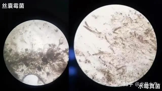 如何區(qū)分菌膜與水霉病：養(yǎng)魚老道觀賞魚水霉病真相大揭秘