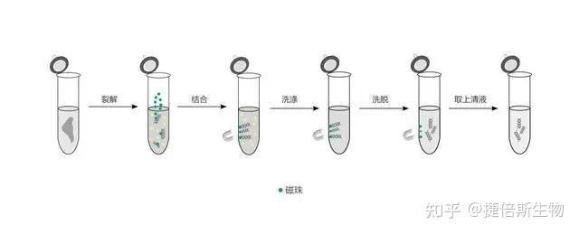 提純過程中有哪些常見誤區(qū)？：捷倍斯生物