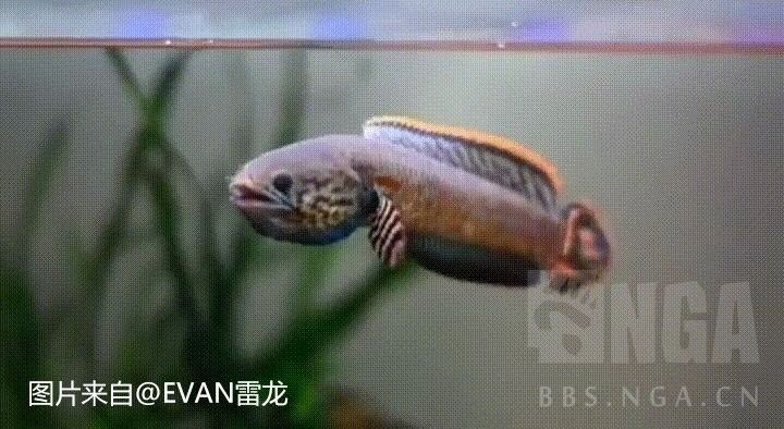 幻彩藍寶石雷龍魚的最佳繁殖環境：幻彩藍寶石雷龍魚（屬于阿薩姆藍帆七彩雷龍亞種）的最佳繁殖環境需綜合水質、造景等因素