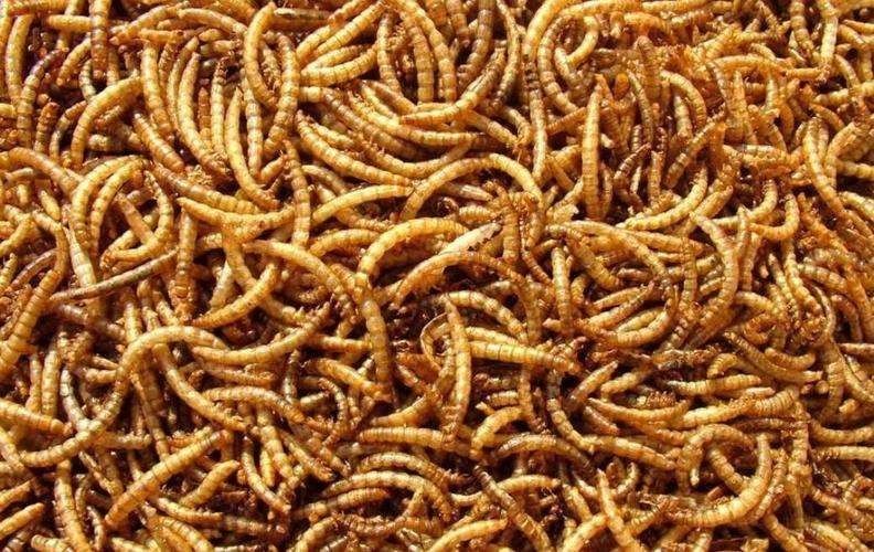 面包蟲冷凍保存方法：面包蟲冷凍保存是一種有效的長期保存方法以下操作步驟和注意事項(xiàng)