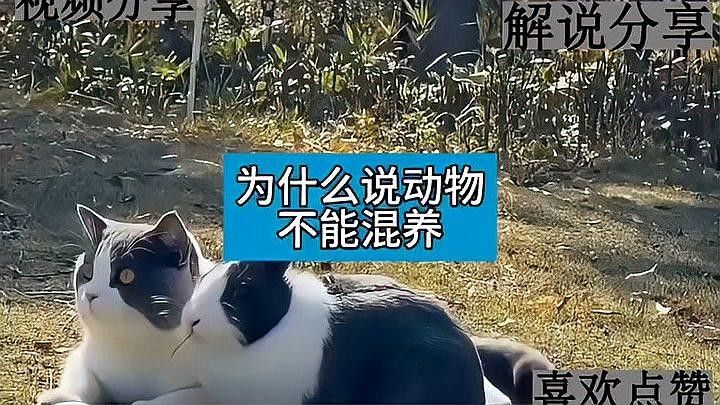如何降低<strong><mark>德州</mark></strong>豹和龍魚混養的風險：<strong><mark>德州</mark></strong>豹和龍魚混養的注意事項