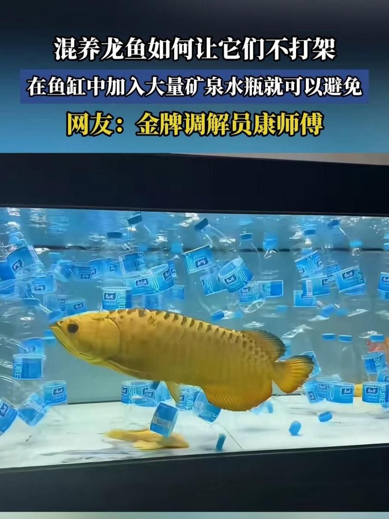 如何降低德州豹和龍魚混養(yǎng)的風險：德州豹和龍魚混養(yǎng)的注意事項