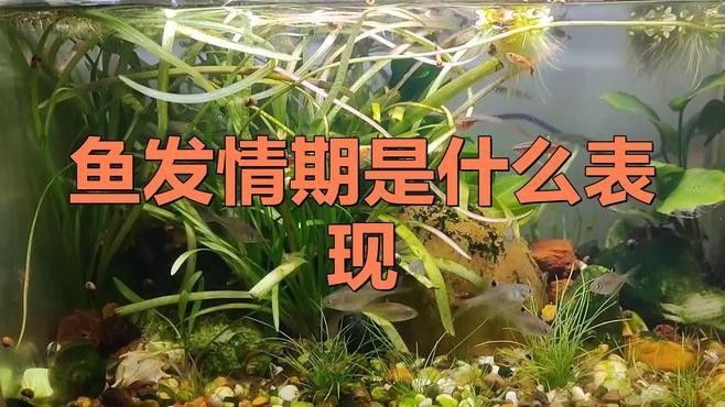 彩虹雷龍魚發情期有哪些特征：彩虹雷龍魚公母的區分方法
