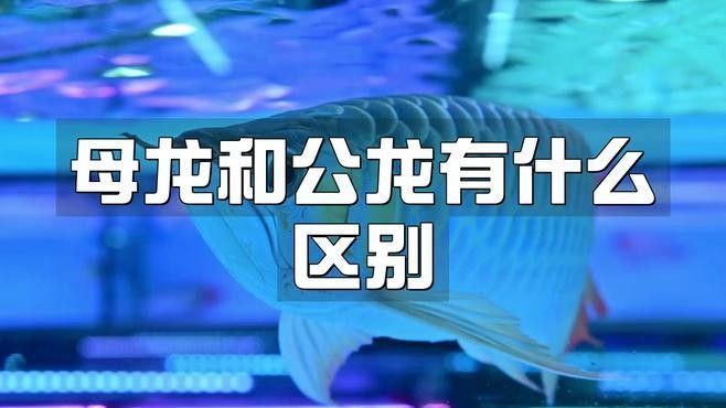 如何鑒別高背金龍魚的雌雄？：如何鑒別高背金龍魚的雌雄
