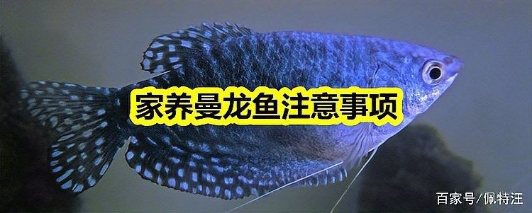 曼龍魚什么時候攻擊性最強？：「養魚必看」曼龍魚混養全攻略