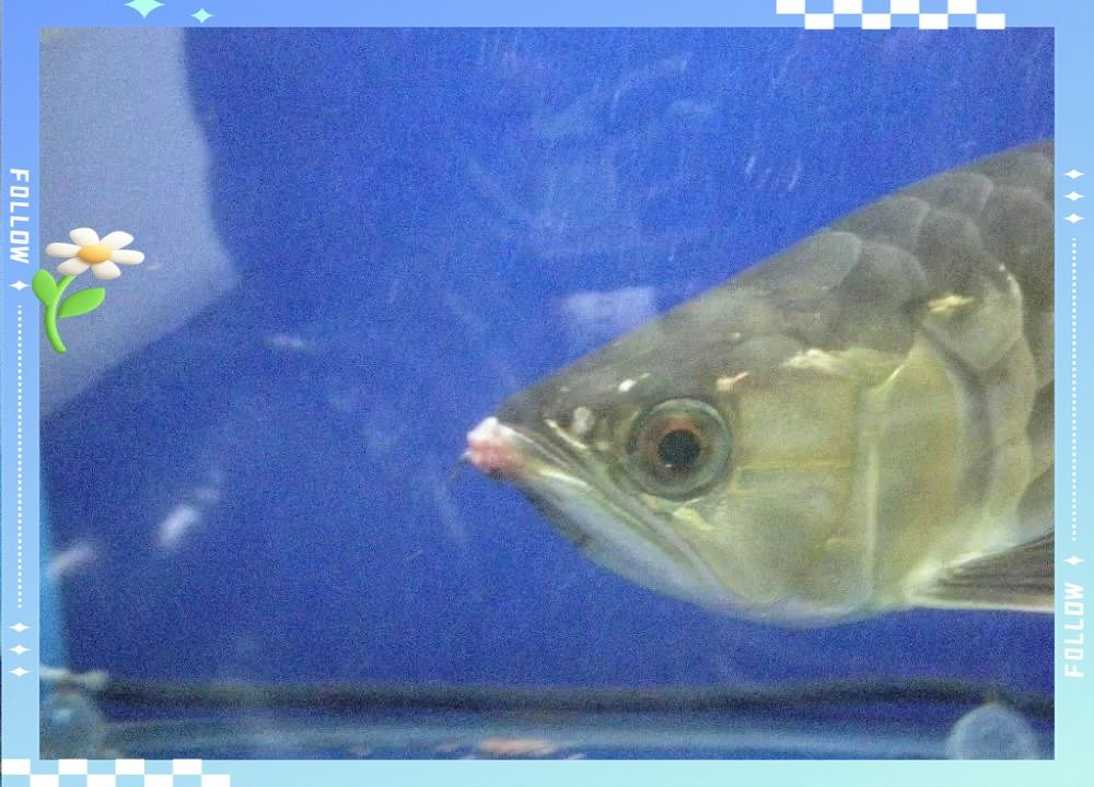 龍魚(yú)爛嘴病會(huì)傳染嗎？：龍魚(yú)爛嘴病怎么辦 龍魚(yú)爛嘴病會(huì)傳染嗎？：龍魚(yú)爛嘴病怎么辦 龍魚(yú)百科 第3張