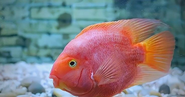 龍魚(yú)爛嘴病會(huì)傳染嗎？：龍魚(yú)爛嘴病怎么辦 龍魚(yú)爛嘴病會(huì)傳染嗎？：龍魚(yú)爛嘴病怎么辦 龍魚(yú)百科 第2張