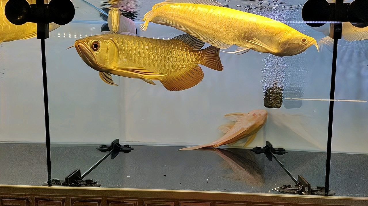 介紹一下觀賞魚(yú)中的龍魚(yú)：關(guān)于龍魚(yú)的詳細(xì)介紹