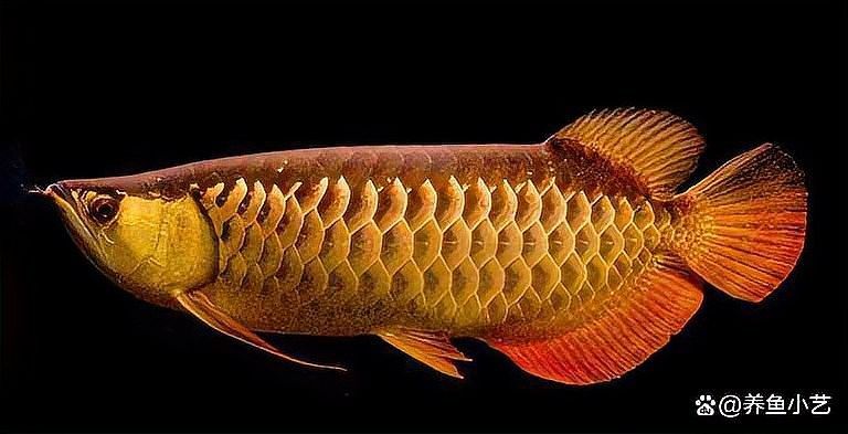 過背金龍魚珠鱗褪色后還能恢復嗎：關于過背金龍魚珠鱗褪色后的恢復問題 過背金龍魚珠鱗褪色后還能恢復嗎：關于過背金龍魚珠鱗褪色后的恢復問題 龍魚百科 第5張