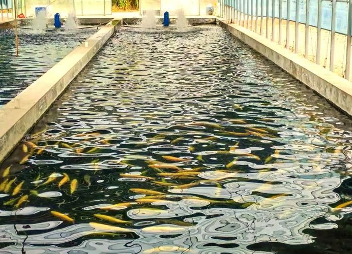 臨夏縣哪個(gè)水族館龍魚(yú)好？祥龍魚(yú)場(chǎng)龍魚(yú)：臨夏縣龍魚(yú)養(yǎng)殖場(chǎng)