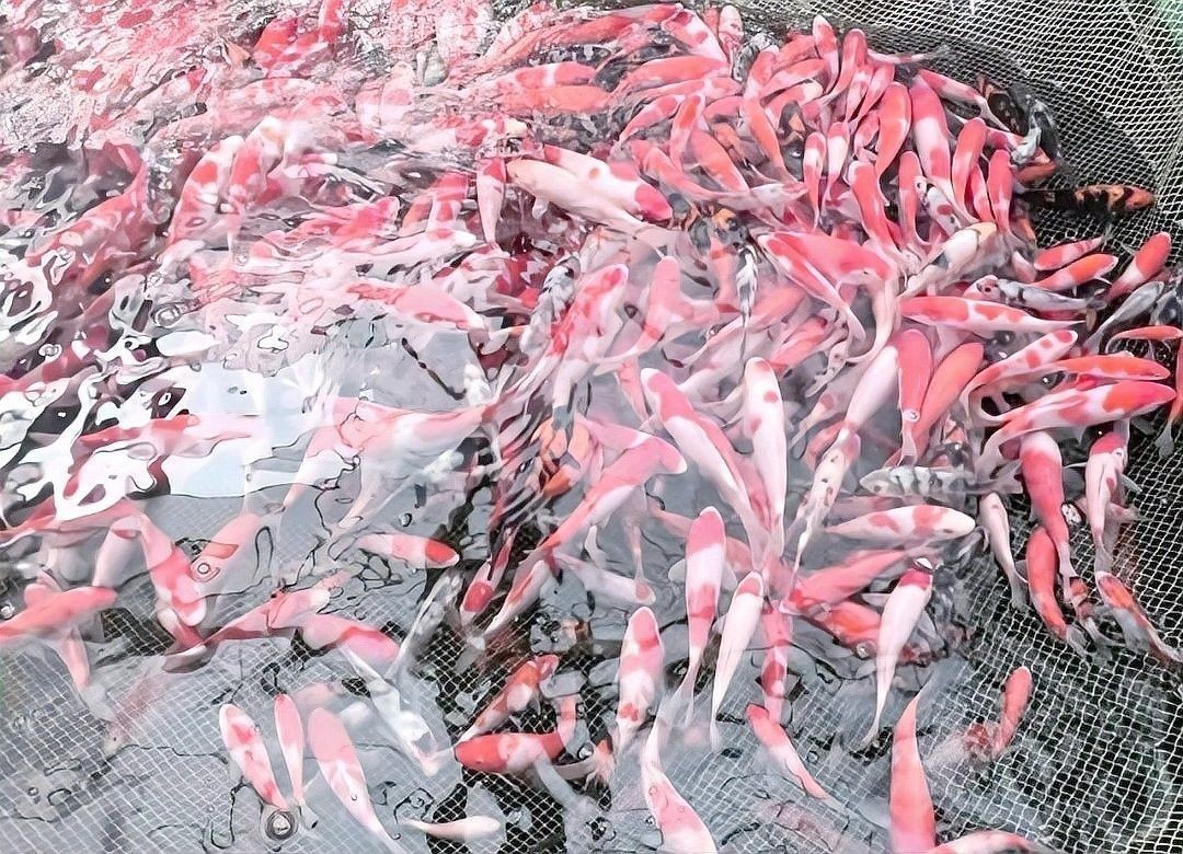 凱龍魚缸有哪些常見故障：凱龍魚缸常見故障及解決方法 凱龍魚缸有哪些常見故障：凱龍魚缸常見故障及解決方法 龍魚百科 第5張