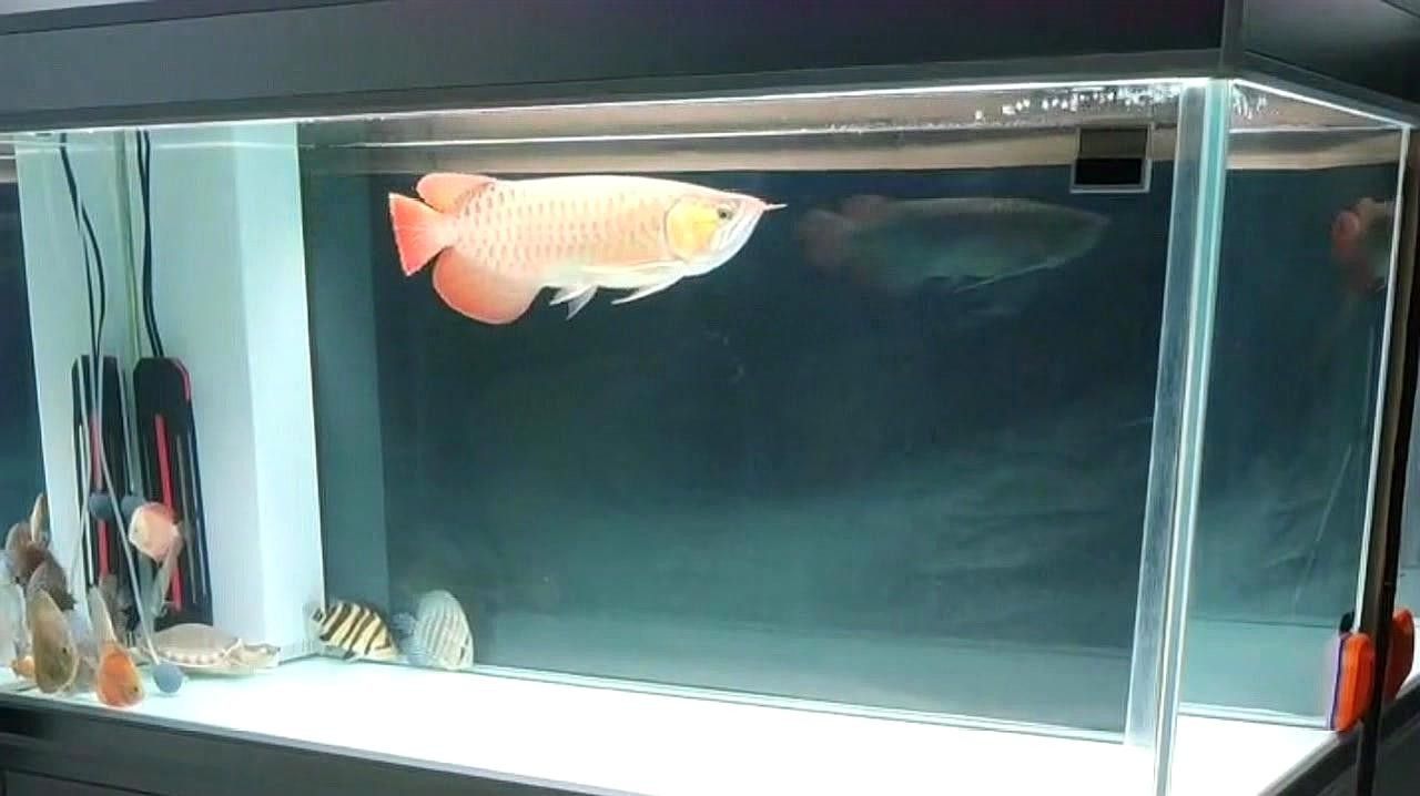 如何預(yù)防龍魚再次爛鰭：龍魚“爛鰭爛尾”的五大難題揭秘龍魚爛尾爛鰭怎么辦