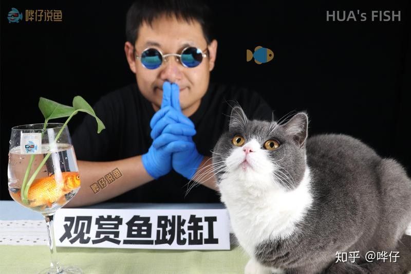 龍魚充血和刮傷會自愈嗎？：30種龍魚疾病治療方法大全