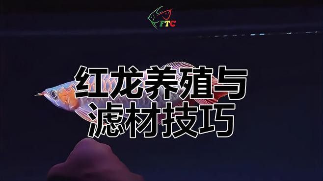 如何飼養(yǎng)印尼大湖紅龍魚？：印尼大湖紅龍魚的飼養(yǎng)技巧