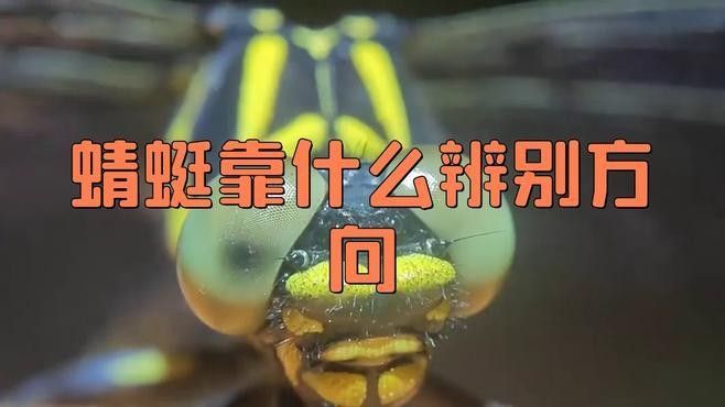 復眼動物如何導航：偏振光導航技術的原理是什么 復眼動物如何導航：偏振光導航技術的原理是什么 龍魚百科 第2張