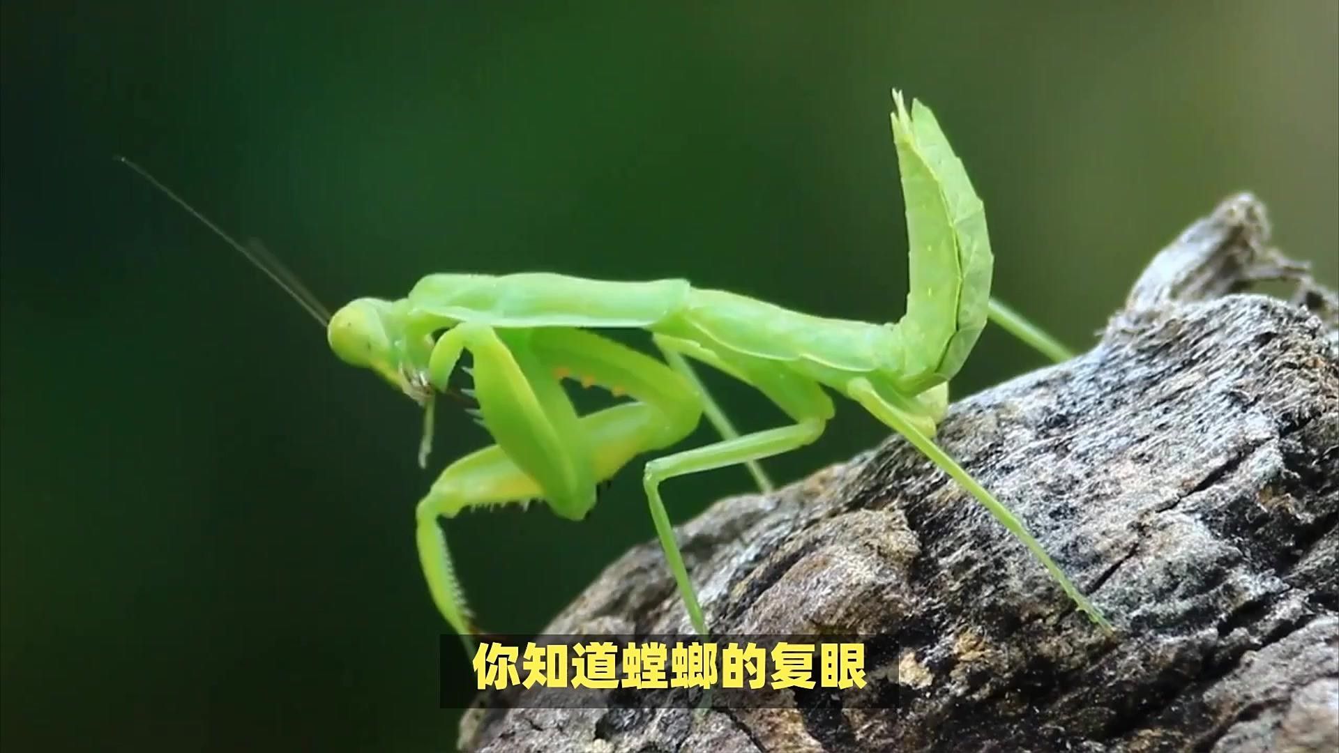 復眼動物如何導航：偏振光導航技術的原理是什么 復眼動物如何導航：偏振光導航技術的原理是什么 龍魚百科 第4張