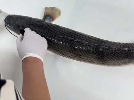 恐龍魚視頻資源是否收費(fèi)？：關(guān)于恐龍魚視頻資源的收費(fèi)情況