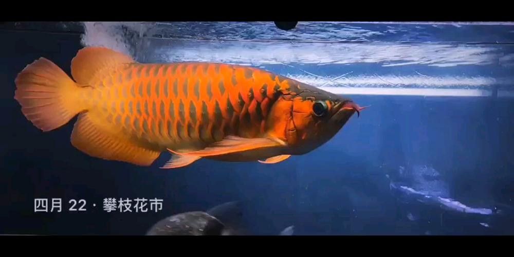 孟吉爾紅龍魚的價格是多少？：孟吉爾紅龍魚的飼養技巧