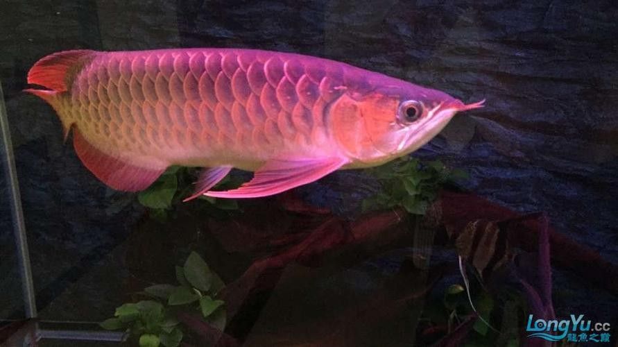 孟吉爾紅龍魚的價格是多少？：孟吉爾紅龍魚的飼養技巧