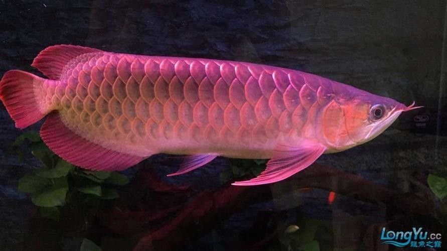 孟吉爾紅龍魚的價格是多少？：孟吉爾紅龍魚的飼養技巧