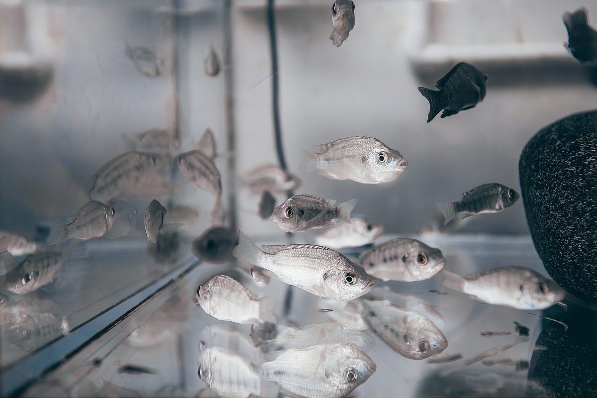 銀龍魚的最佳飼養溫度是多少：太平洋親子網，銀龍魚養殖全攻略