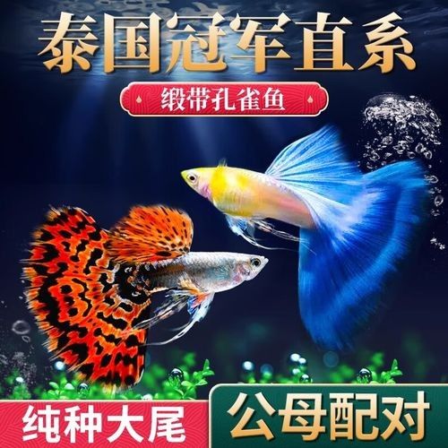 紅龍魚和藍龍魚的價格差異大嗎：紅龍魚與藍龍魚的價格與品種之間的多維度關系解析