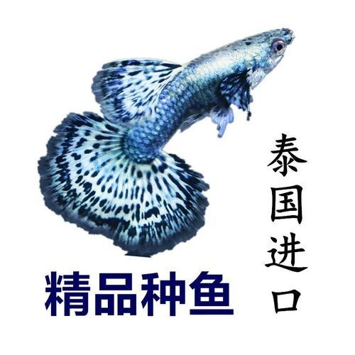 紅龍魚和藍龍魚的價格差異大嗎：紅龍魚與藍龍魚的價格與品種之間的多維度關系解析