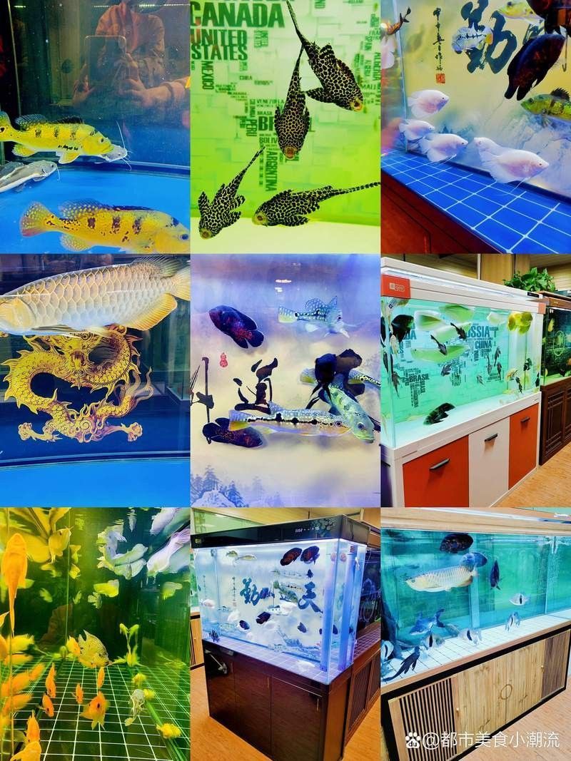 丘北哪個水族館龍魚好？祥龍魚場龍魚：丘北地區的水族館及龍魚養殖場 丘北哪個水族館龍魚好？祥龍魚場龍魚：丘北地區的水族館及龍魚養殖場 龍魚百科 第11張