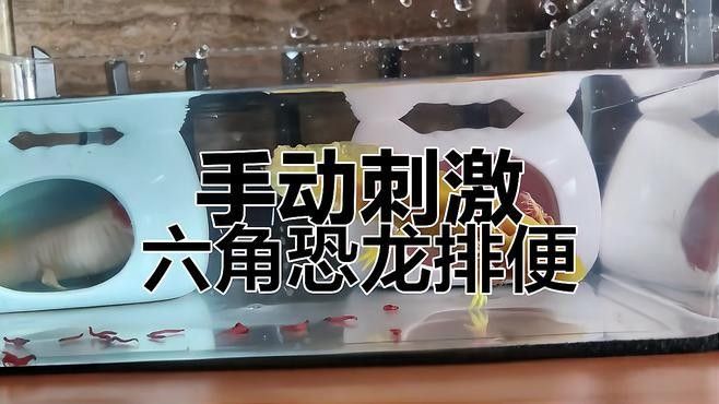 六角恐龍的糞便如何處理？：六角恐龍的糞便處理