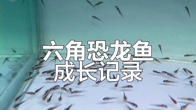 六角恐龍的糞便如何處理？：六角恐龍的糞便處理