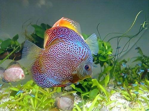 哪些魚不適合與埃及神仙魚和龍魚混養(yǎng)：埃及神仙魚和龍魚混養(yǎng)需要注意什么 哪些魚不適合與埃及神仙魚和龍魚混養(yǎng)：埃及神仙魚和龍魚混養(yǎng)需要注意什么 龍魚百科 第1張