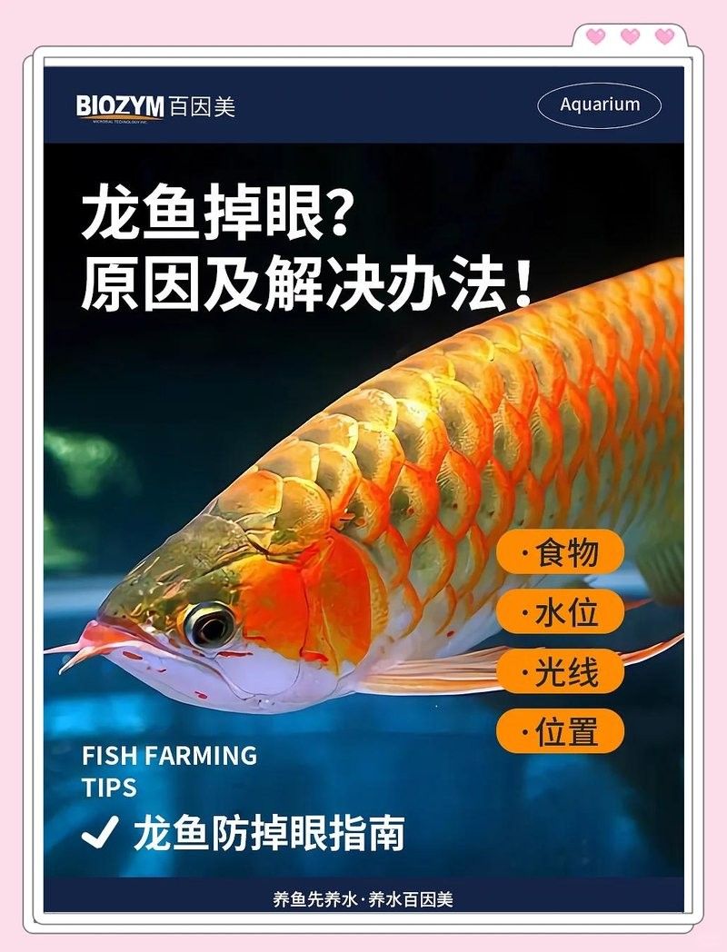 哪些食物有助于預防龍魚掉眼：怎么預防治療龍魚掉眼 哪些食物有助于預防龍魚掉眼：怎么預防治療龍魚掉眼 龍魚百科 第1張