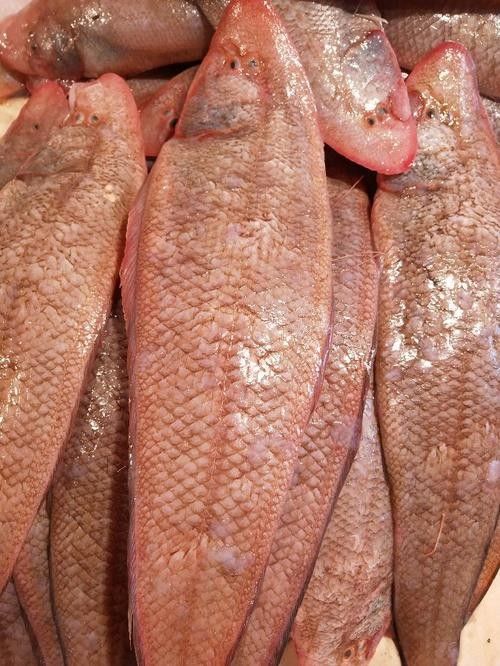 如何區分雪龍魚和龍利魚：雪龍魚和龍利魚的區別,雪龍魚和龍利魚哪個更好吃 如何區分雪龍魚和龍利魚：雪龍魚和龍利魚的區別,雪龍魚和龍利魚哪個更好吃 龍魚百科 第2張