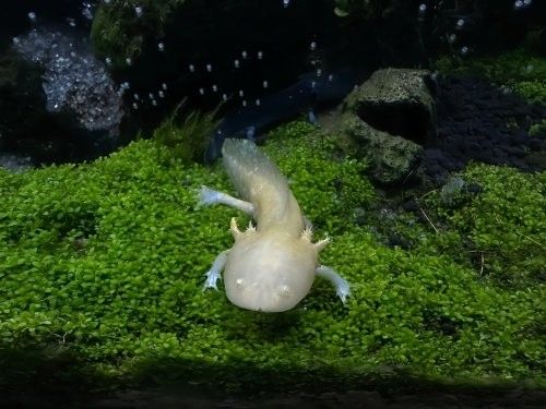 恐龍魚跳缸后多久喂食：恐龍魚跳缸后喂食時間根據其恢復狀態和環境穩定性綜合判斷 恐龍魚跳缸后多久喂食：恐龍魚跳缸后喂食時間根據其恢復狀態和環境穩定性綜合判斷 龍魚百科 第7張