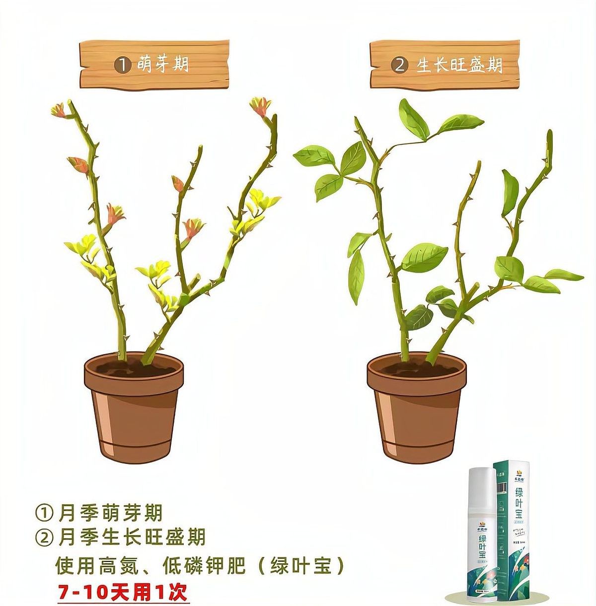 紅龍月季多久施一次肥：月季施肥頻率的靈活性