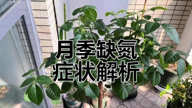 紅龍月季多久施一次肥：月季施肥頻率的靈活性