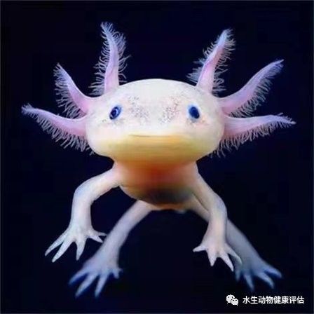哪種恐龍魚最好看：六角恐龍魚的介紹 哪種恐龍魚最好看：六角恐龍魚的介紹 龍魚百科 第16張